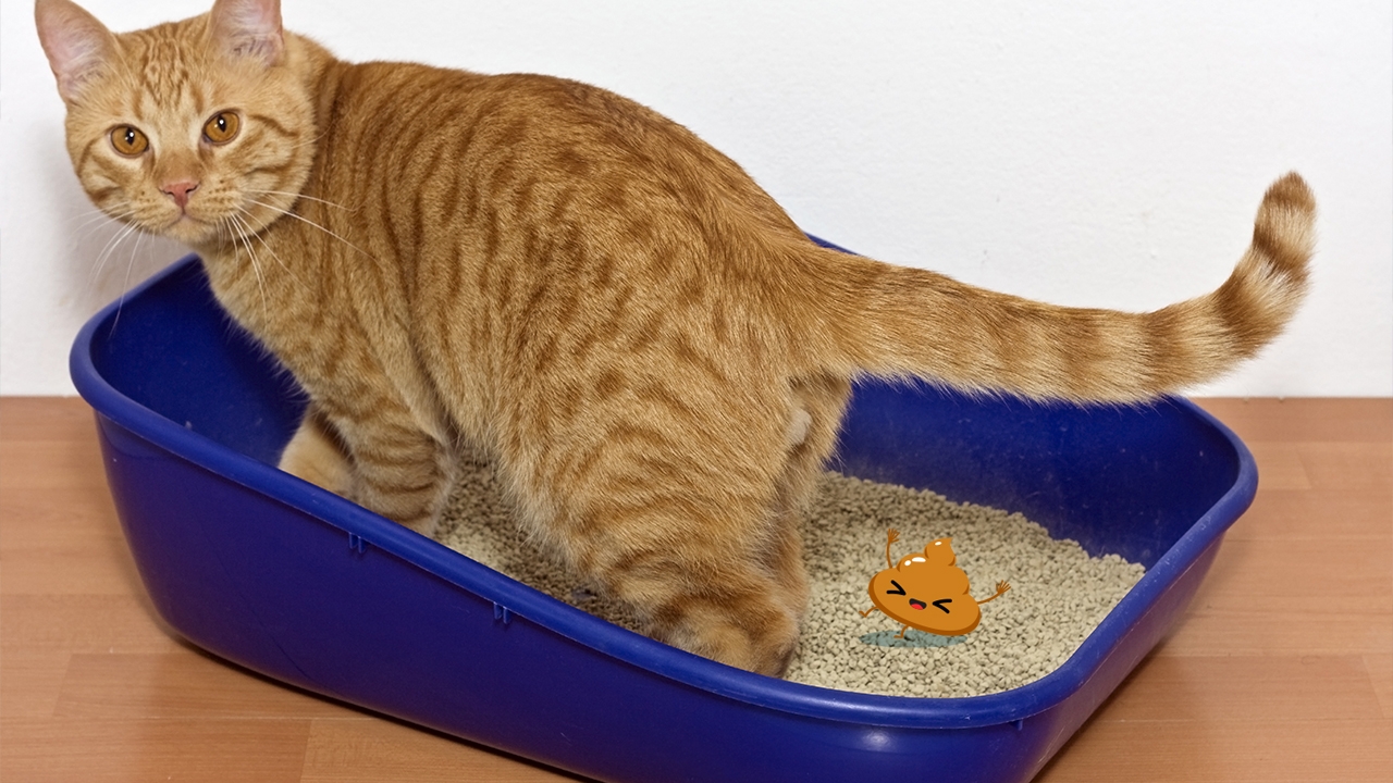 ฝันเห็นขี้แมว ฝันกลิ่นตุแต่ทาสแมวไม่เกี่ยงงอน เป็นลางร้ายหรือฝันดี เลขเด็ด