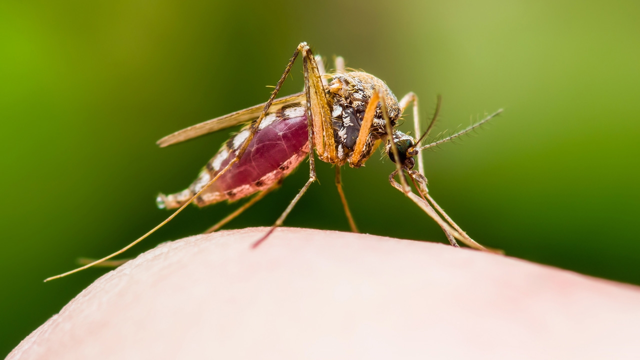 “โรคมาลาเรีย” ภัยร้ายที่ป้องกันได้