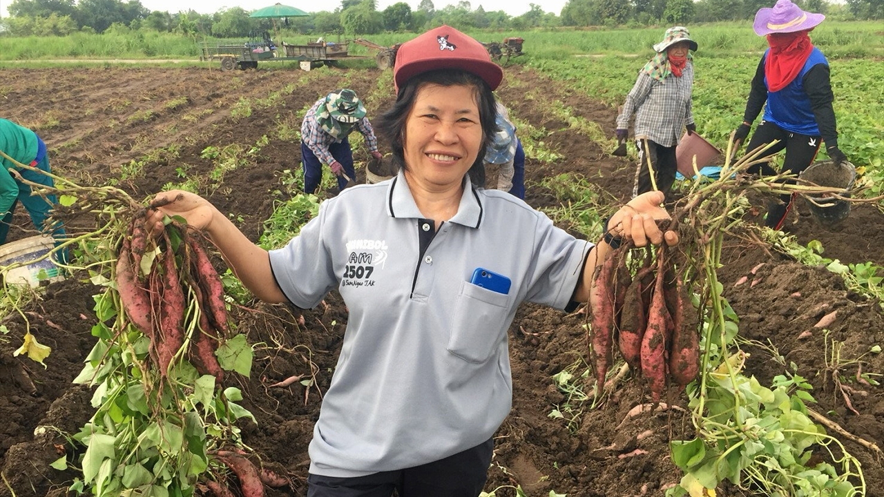 “กวก. พิจิตร 3” มันเทศพันธุ์ใหม่ ให้ผลผลิตสูง ตรงกับความต้องการของตลาด