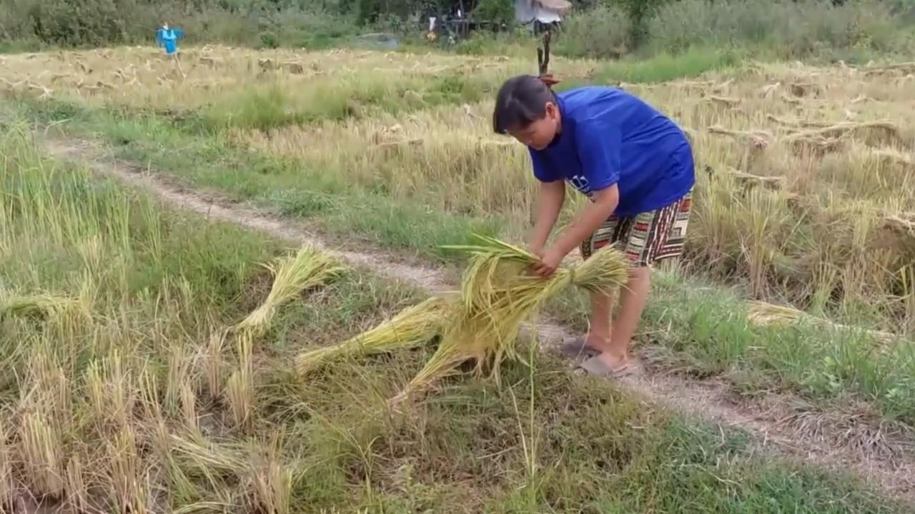 ชาวนาวารินชำราบ เร่งเกี่ยวข้าวในนาทั้งที่ยังไม่สุก ชี้ ดีกว่าปล่อยถูกน้ำท่วม