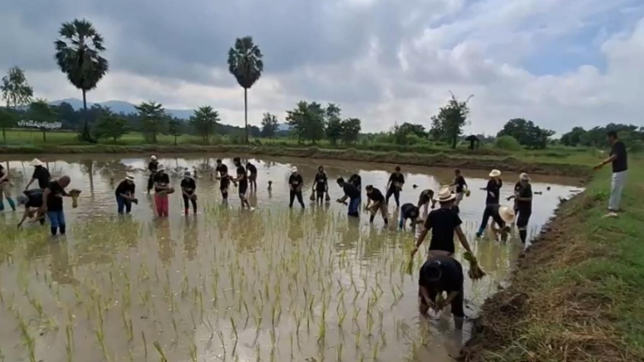 ททท.อุทัยธานี จัดทริปพาไปนำเที่ยวดำนา ชมควายงาม สัมผัสวิถีชีวิตชาวนาแท้ๆ 