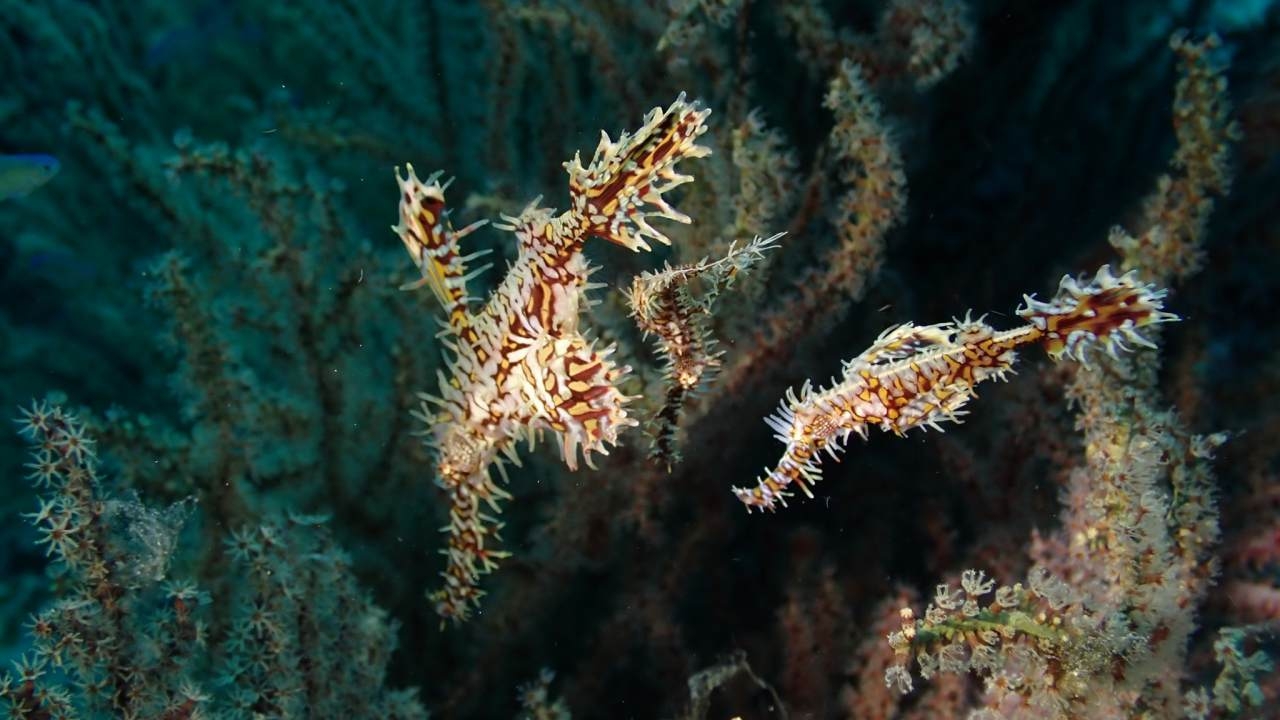 เปิดภาพ "ปลาจิ้มฟันจระเข้ปีศาจ" นักพรางตัวแห่งท้องทะเล พบได้น้อยในน่านน้ำไทย