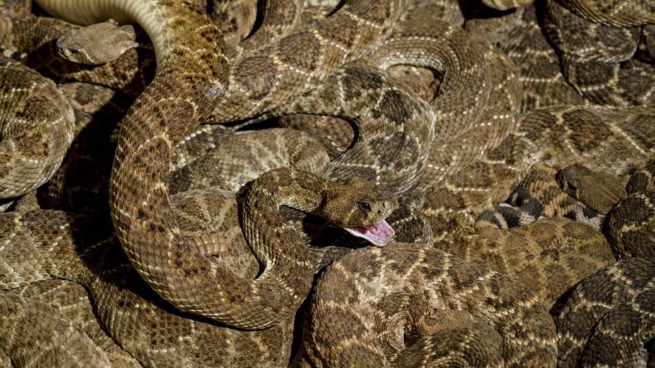 หนุ่มอเมริกันช็อก เรียก จนท.มาจับงู 3 ตัวในโรงรถ แต่กลับพบถึง 20 ตัว