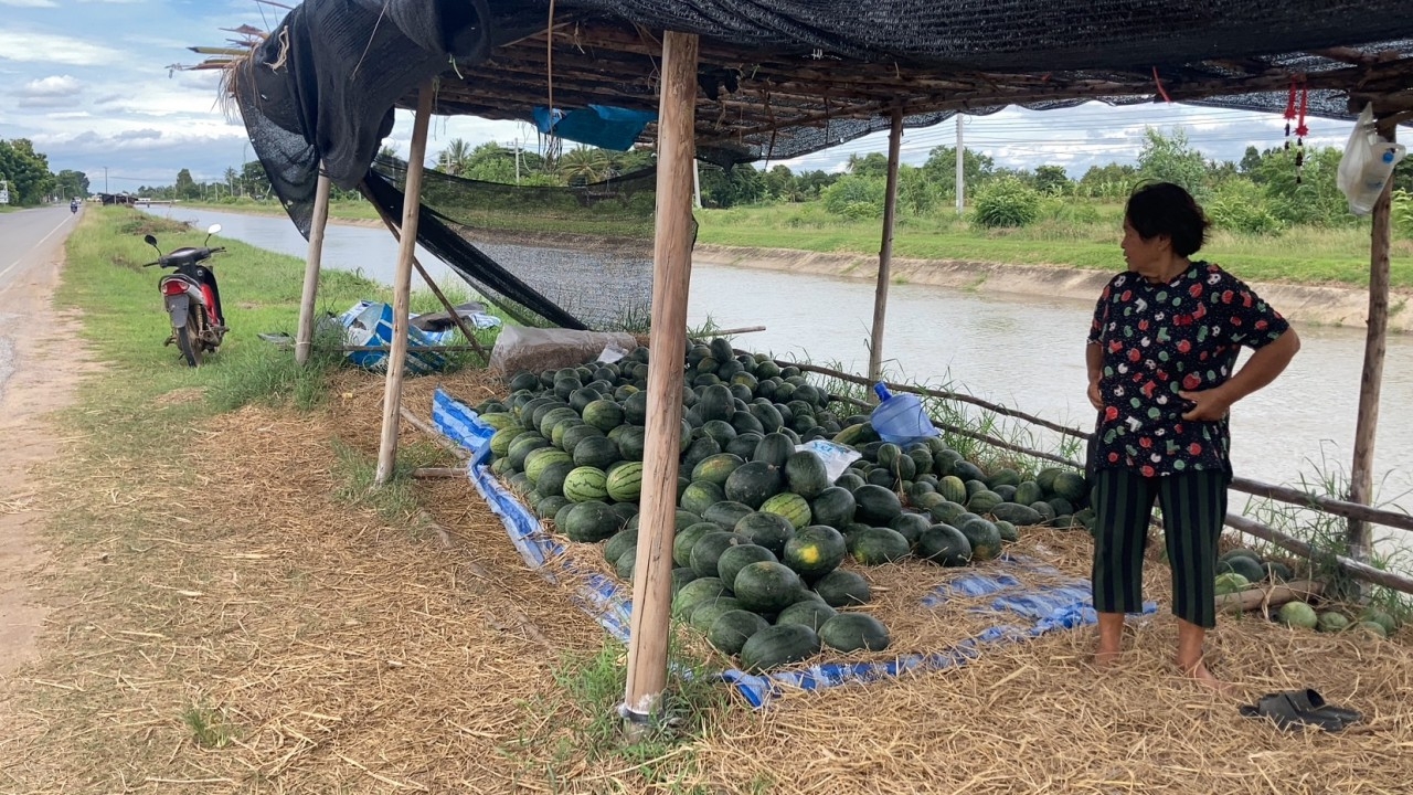 โคราชฝนทิ้งช่วง ชาวนารับมือแล้ง งดทำนาปลูกแตงโมน้ำหยดแทน ทำรายได้รอบละแสน