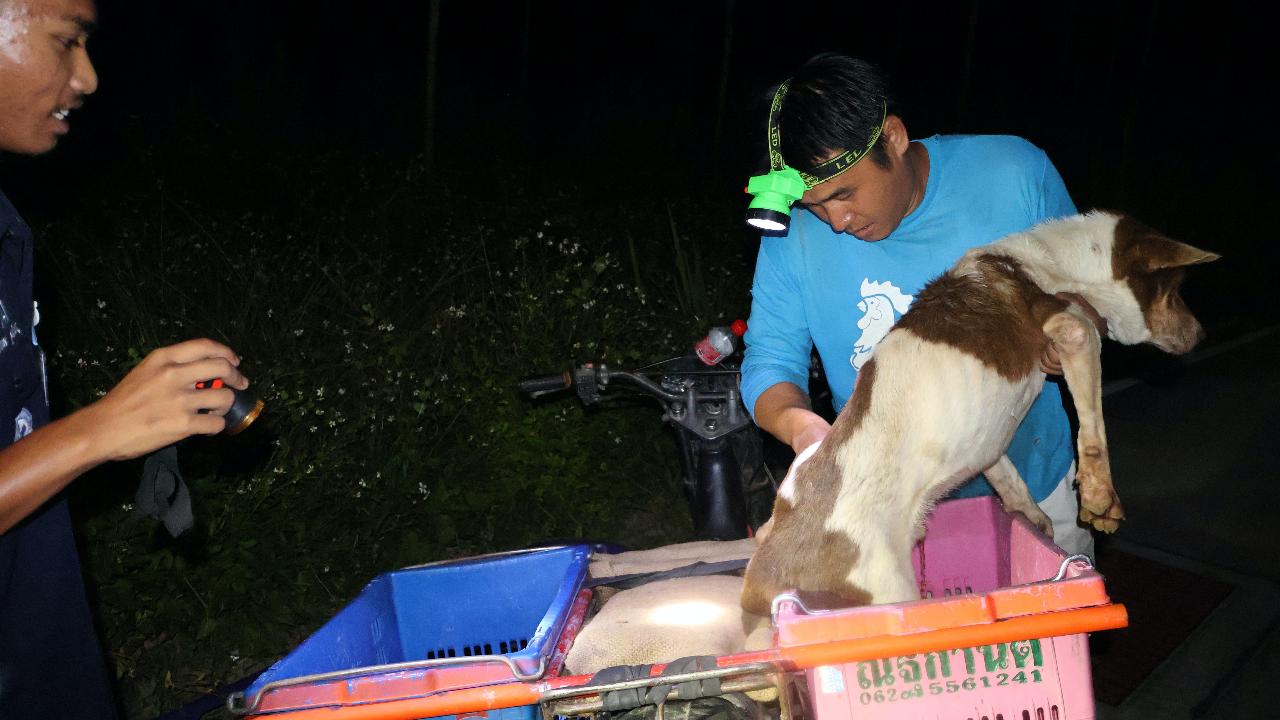 พบศพแห้งเหลือแต่หนังติดกระดูก สุนัขกู้ภัย นอนเฝ้านานนับเดือนผอมโซ 