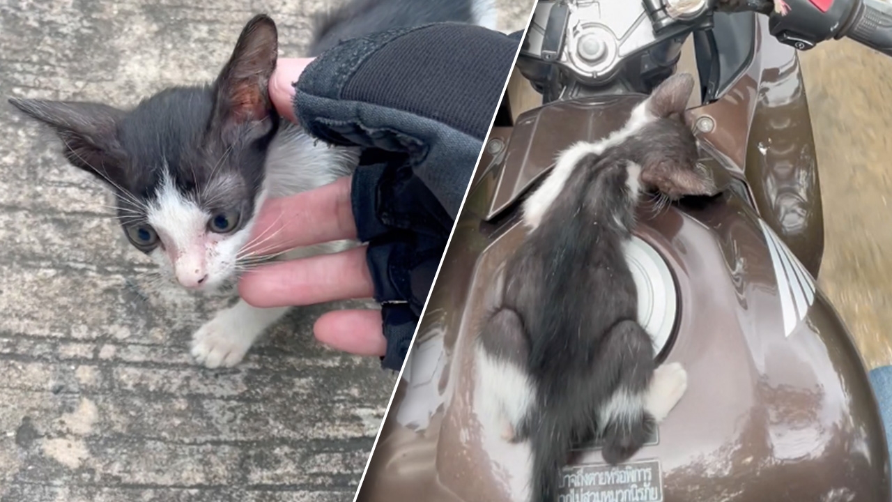 โดนตกไม่ไหว ทาสคนใหม่ ขับมอเตอร์ไซค์อยู่ดีๆ ก็ได้ "แมว" ไปเลี้ยงแบบงงๆ