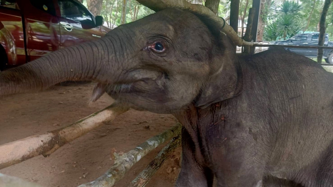 เคลื่อนย้าย "ลูกช้าง" พลัดหลง ไปเขตรักษาพันธุ์สัตว์ป่าภูวัว พบมีอาการท้องเสีย