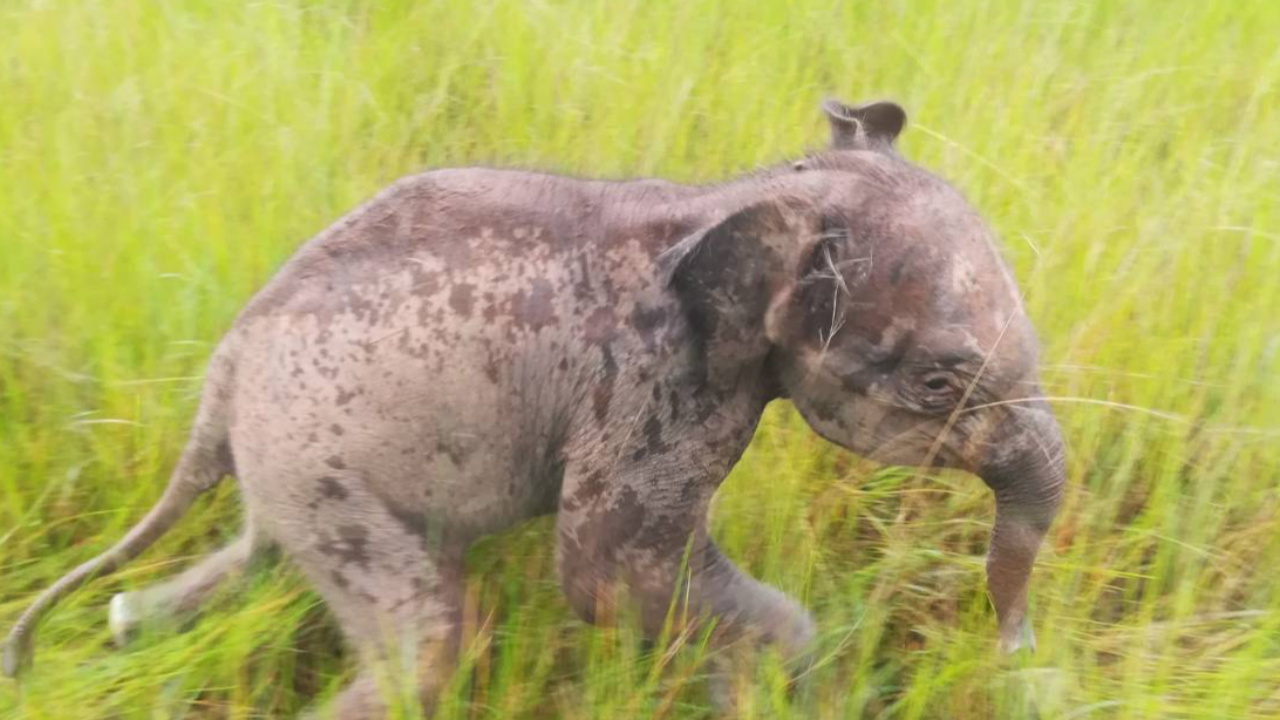 ชาวบ้านพบ "ลูกช้างป่าภูวัว" พลัดหลงกลางทุ่งนา รอทั้งคืนโขลงยังไม่มารับ