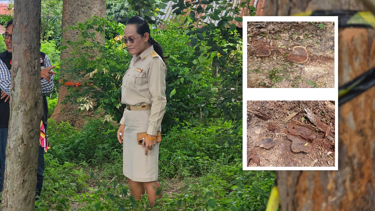 โผล่ไม่หยุด ตัดไม้พะยูงในโรงเรียน ผอ.ปัดไม่รู้ สพป.-ธนารักษ์พื้นที่ ดำเนินการเอง