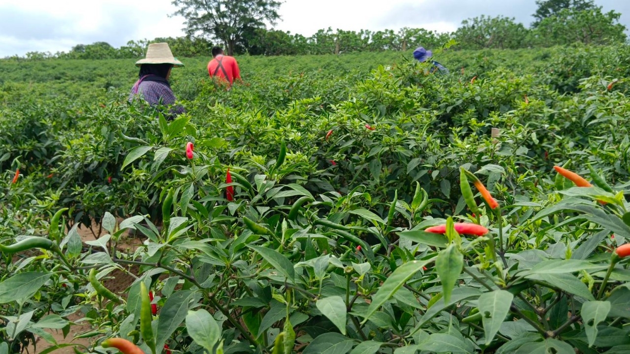 ชาวสวนเนินมะปราง ปลูกพริกอัมพวาแซมในสวนทุเรียน ส่งขายนอกทำเงินนับล้านต่อปี