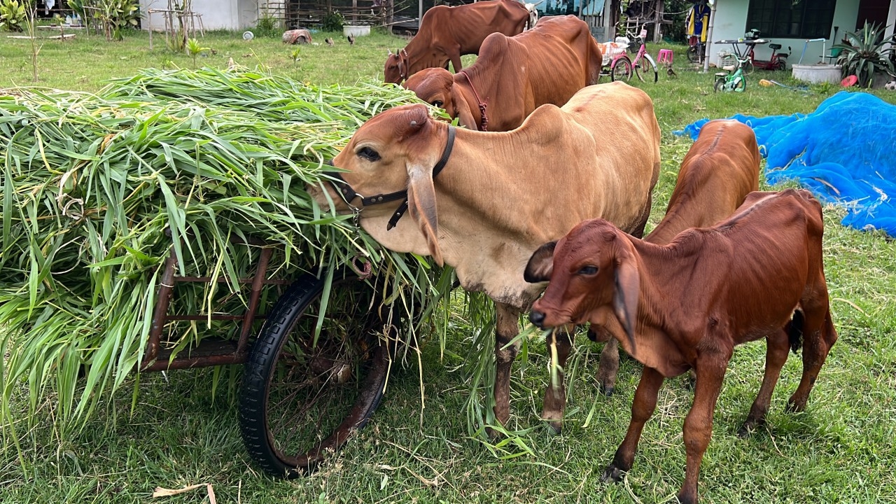 ร้อยเอ็ดน้ำท่วมนับสัปดาห์ ชาวบ้านขาดแคลนอาหารสัตว์ วอน รมว.เกษตร ช่วยดูแล
