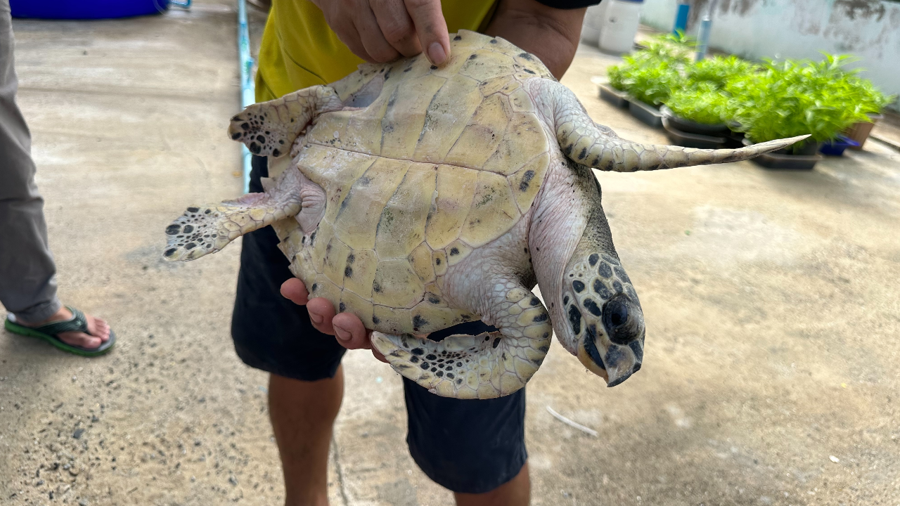 ภารกิจช่วยเหลือ "ลูกเต่าทะเล" น็อกน้ำจืด ว่ายน้ำหลงเข้ามาในแม่น้ำบางปะกง