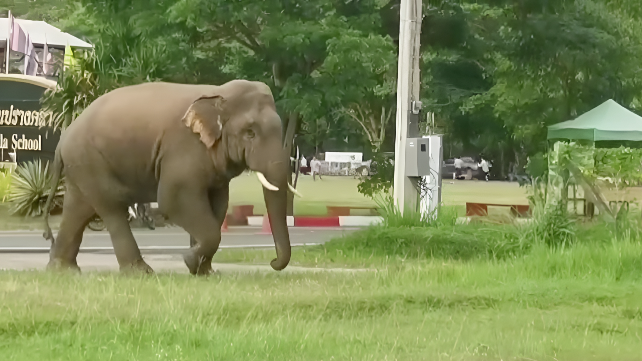 ระทึก นักเรียนวิ่งหนีกระเจิง หลังช้างป่าเขาใหญ่ ซุกซนเข้ามาในโรงเรียน