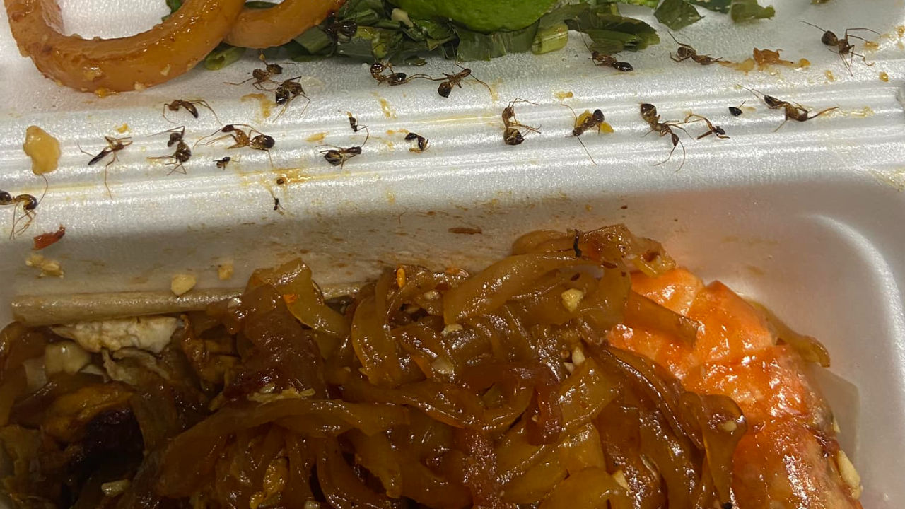 เยอะไปไหม สาวสั่งผัดไทย กินคำแรกไม่เป็นไร คำต่อไปเจอมดเกือบ 20 ตัว