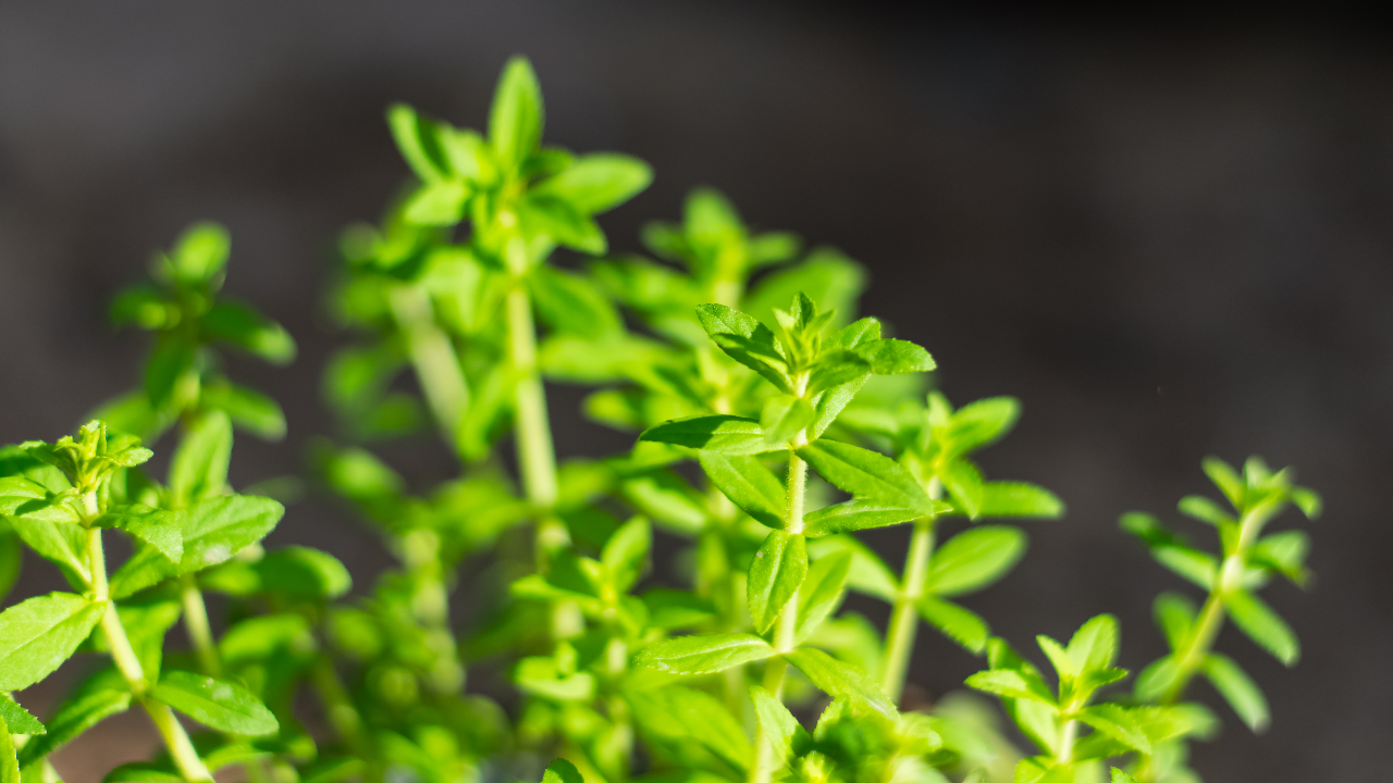 ผักกะแยงคือ ผักอะไร เปิดสรรพคุณ พร้อมเมนูผักกะแยงกินง่าย ดีต่อสุขภาพ