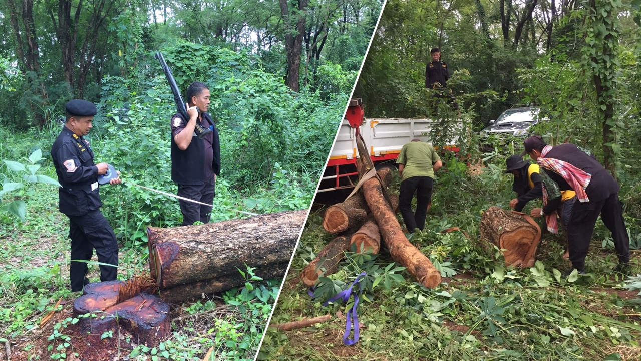 อีกแล้ว บุกตัดไม้ประดู่ป่า คราวนี้ลงมือในป่าสงวนแห่งชาติป่าดงมูล กาฬสินธุ์