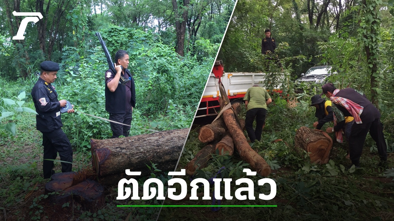 Gang of Wood Moths Raid Wild Padauk Trees in Kalasin Province: Officials Seize Wood Pieces and Culprits Escape