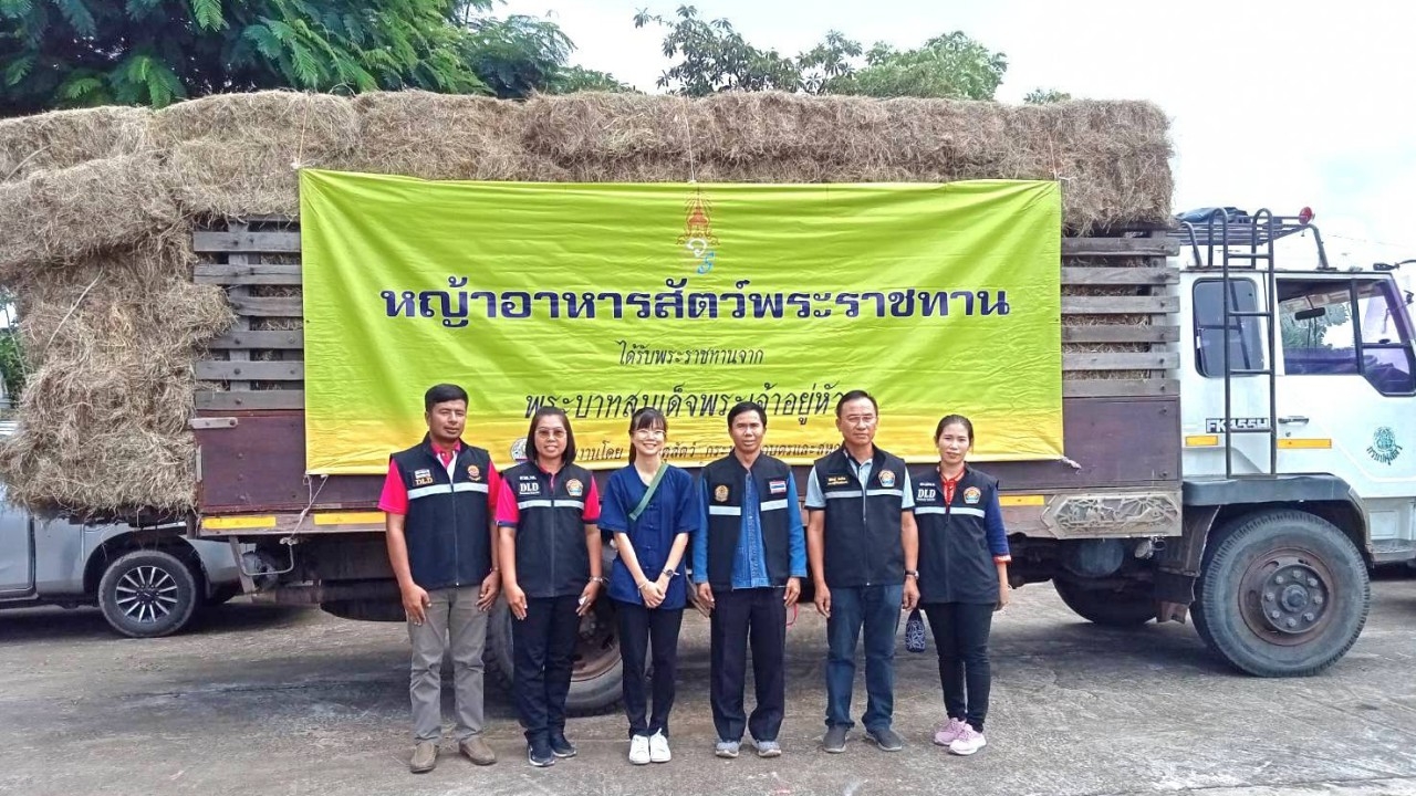 ในหลวงพระราชทานอาหารสัตว์ช่วยเกษตรกรร้อยเอ็ด หลังน้ำท่วม วัวไม่มีหญ้ากิน