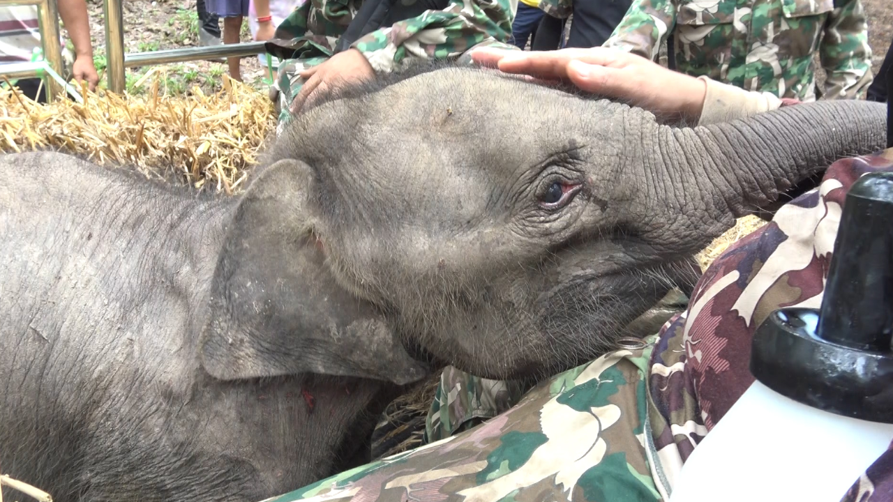 โขลงยังไม่มารับ "ลูกช้างป่าภูวัว" หลังพลัดหลงมีอาการอ่อนเพลีย ร้องเรียกหาแม่