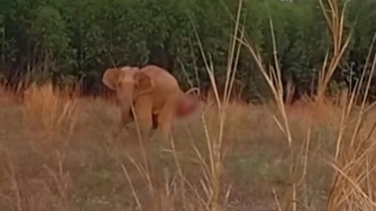 เร่งตามตัวช่วยเหลือ ช้างป่าบาดเจ็บ มีภาวะ "ลำไส้ตรงปลิ้น" เพื่อนำไปรักษา