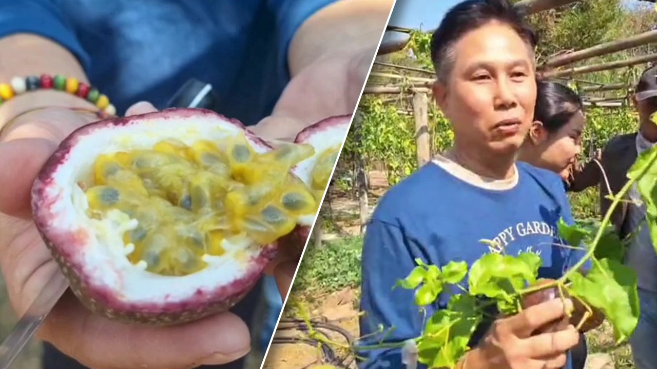 หนุ่มใหญ่พะเยา ทำสวนปลูกเสาวรส ใช้เวลา 1 ปีได้ผลผลิต หนึ่งเดียวของจังหวัด