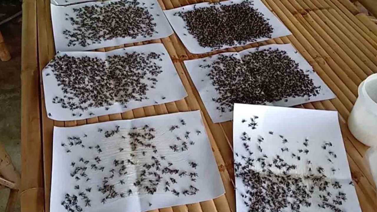 ร้องฟาร์มไก่ใกล้บ้านสุดสกปรก ทนกินข้าวกับฝูงแมลงวันกว่า 10 ปี 