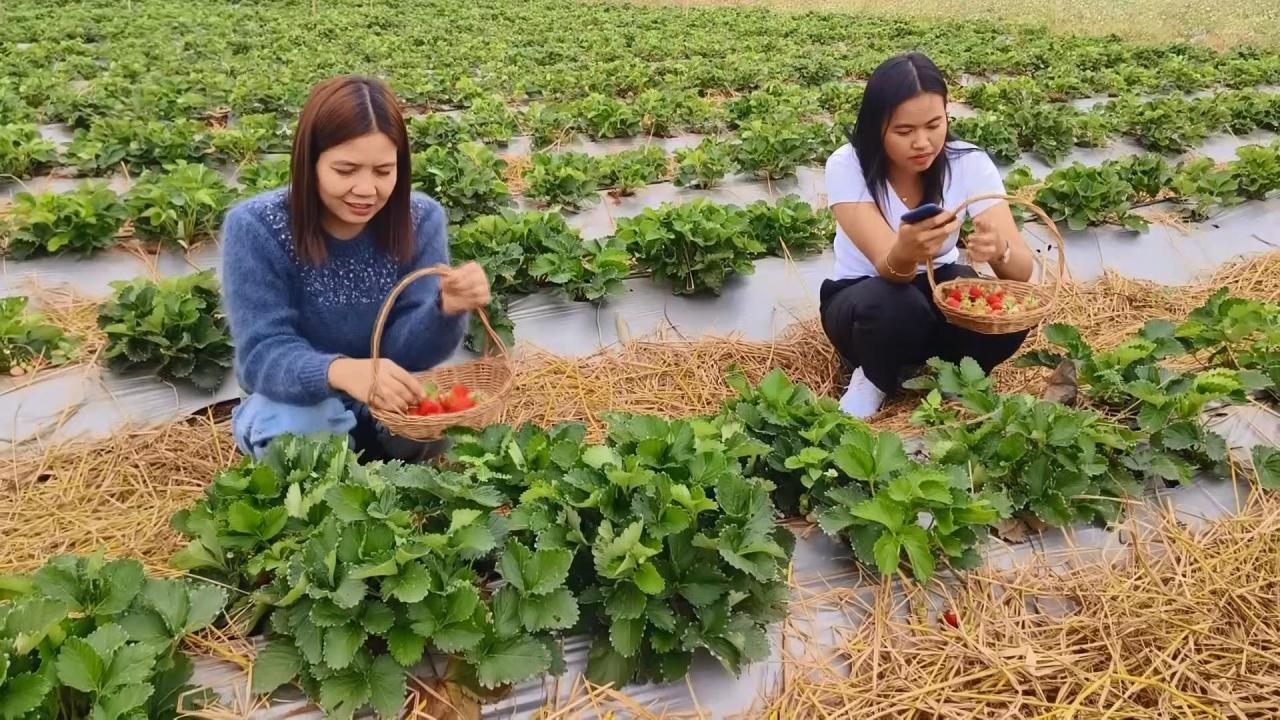 ชวนขึ้นดอยที่อุทัยธานี สัมผัสลมหนาว เก็บผลสตรอว์เบอร์รีสดๆ จากสวนที่อุทัยธานี