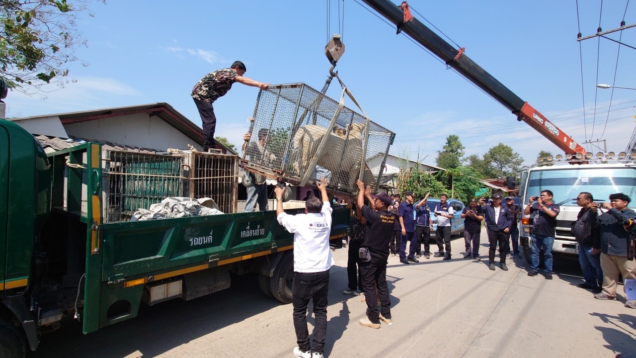 เจ้าของน้ำตาคลอเบ้า เจ้าหน้าที่เคลื่อนย้ายสิงโต 2 ตัว ไปศูนย์เพาะพันธุ์ฯ 