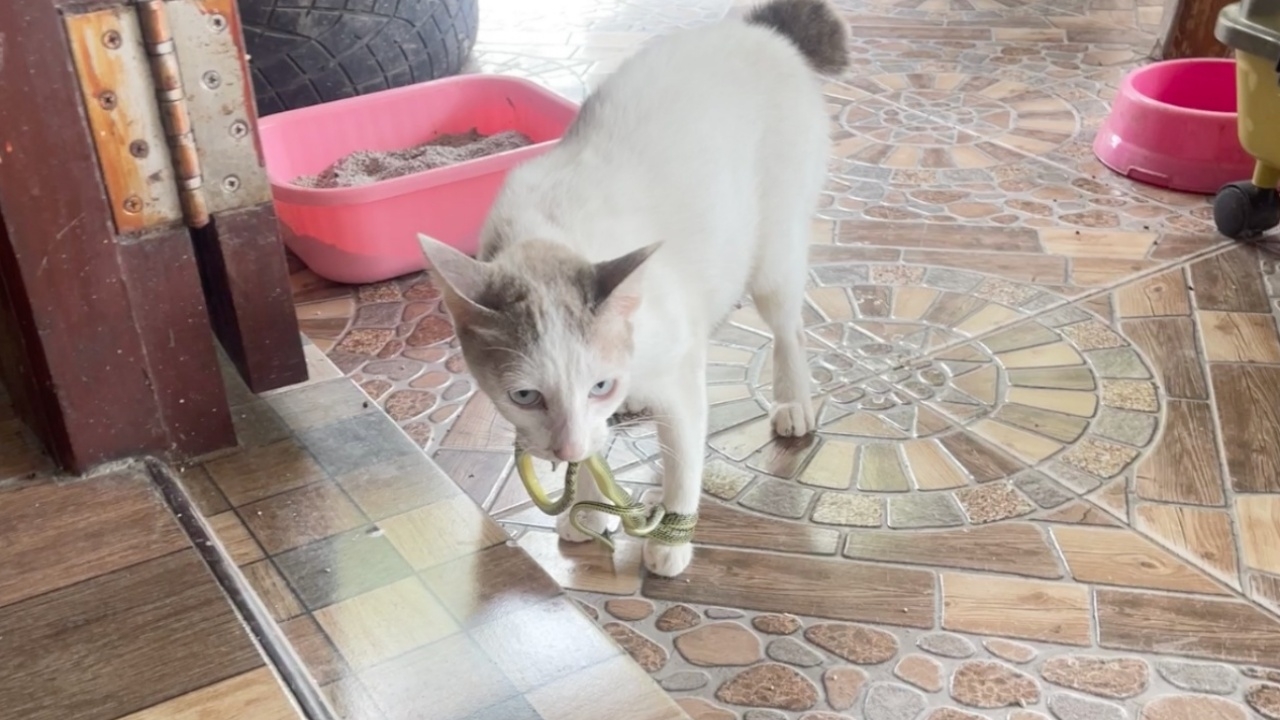 ว้าวุ่นเลย เหมียวคาบงูเข้าบ้าน แต่เดินไม่ถนัด เพราะเจอรัดขากลับจนแน่น