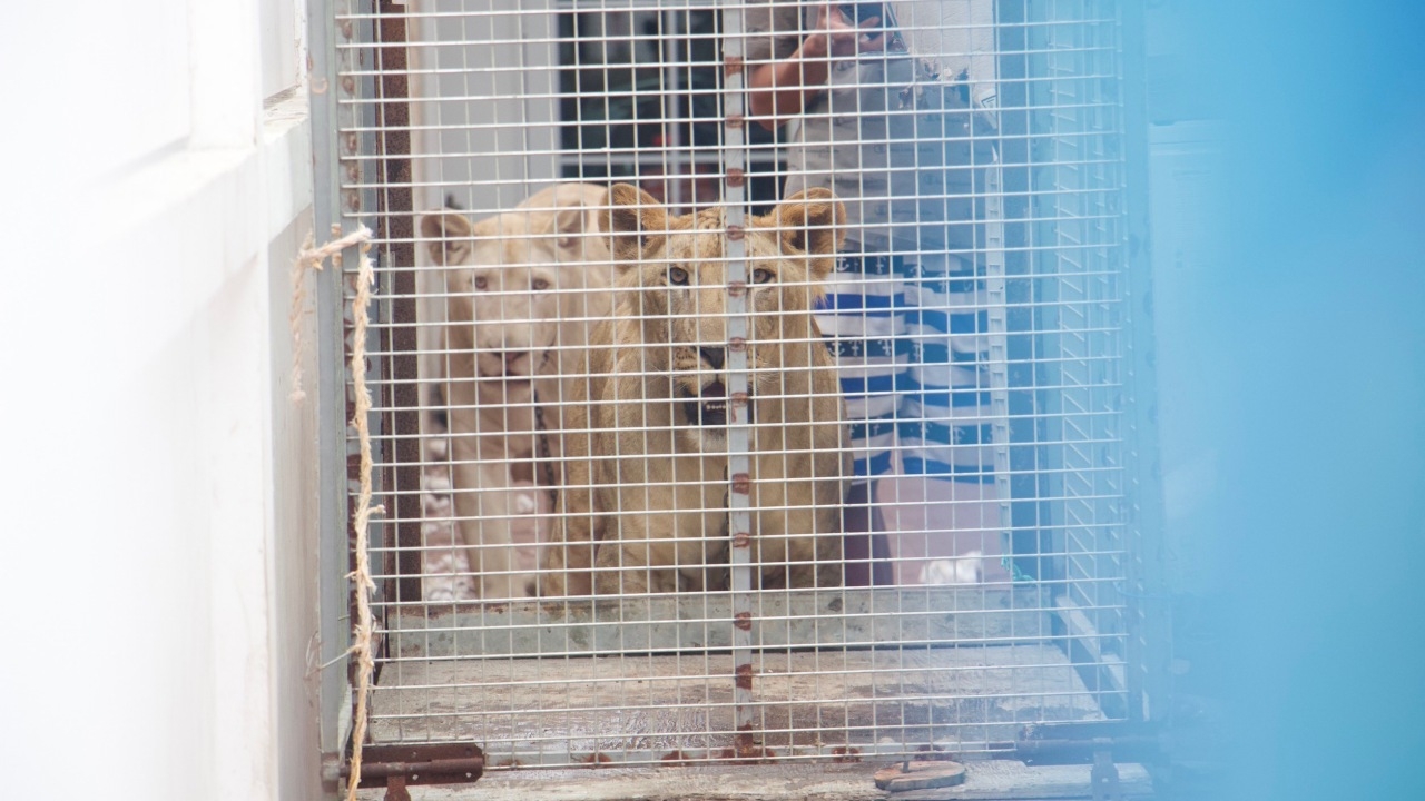 เตือนอย่าหาทำ นำ "สิงโต" ออกมาในที่สาธารณะ มีโทษหนักทั้งจำคุกและปรับ