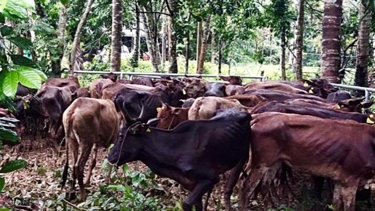 ธรรมนัส สั่งลงดาบเชือดกลุ่มกินหัวคิว "โคบาลชายแดนใต้" พบทุจริตฟันไม่มีละเว้น