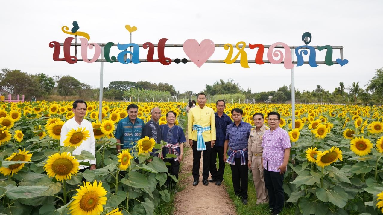 ผู้ว่าฯหนองคาย เปิดทุ่งดอกทานตะวันหาดคำ ชูท่องเที่ยววิถีชุมชนกระตุ้นเศรษฐกิจ