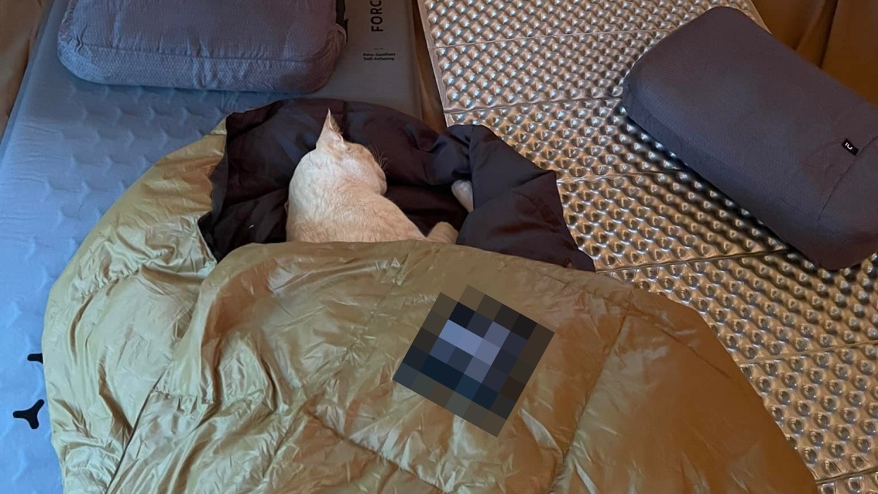 สบายจังนุด เหมียวแอบเข้าเต็นท์ ซุกผ้าห่มขนเป็ด นอนยาวปลุกไม่ยอมตื่น