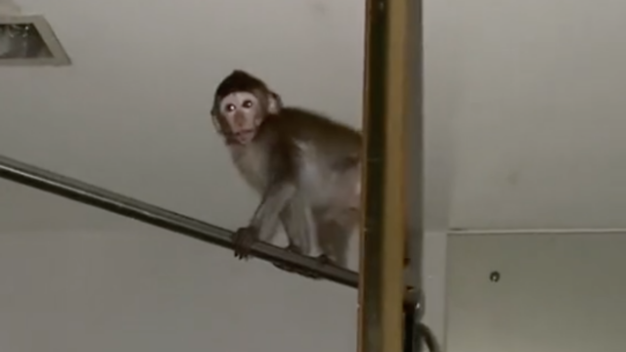 ของฝากจากลพบุรี "ลิงจ๋อ" อัธยาศัยดี ขอติดรถแม่กลับมาบ้านด้วย