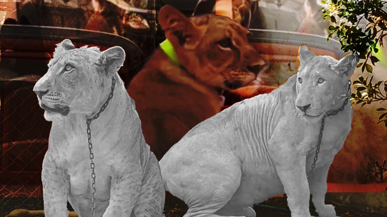 ต้องรวยเท่านั้น ซื้อลูกสิงโตขาวไปเลี้ยง เสริมบารมี แต่อย่าให้ใครเดือดร้อน