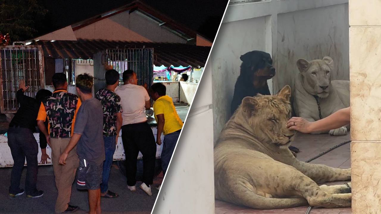 กรมอุทยานฯ-ถอนกำลัง เจ้าของไม่ยอมให้ยึด "สิงโต" เตรียมขอหมายค้น ดำเนินคดี