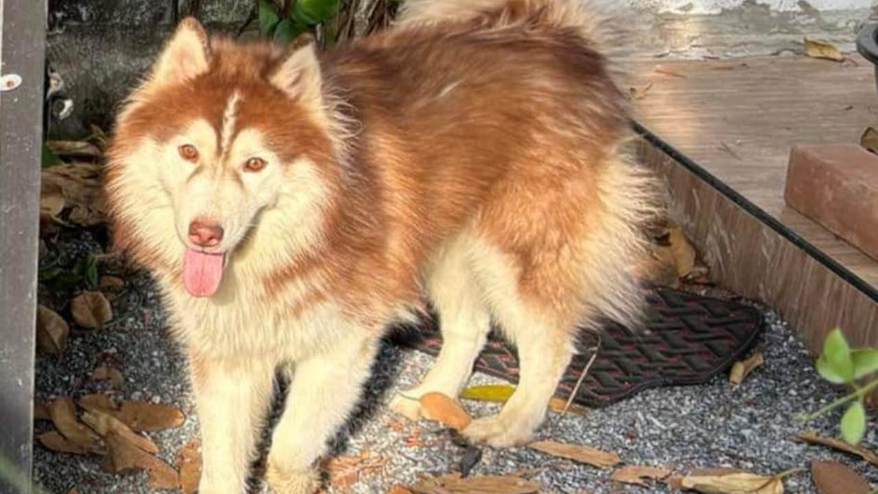 คิดถึงหนักมาก เจ้าของประกาศตามหา "หมาหาย" ใครพบเจอมีรางวัลนำส่ง