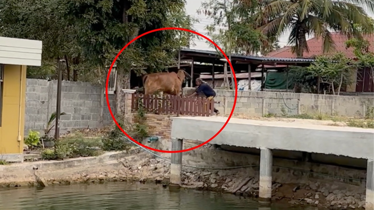 นาที "วัว" วิ่งเตลิด ขวิดเจ้าของซี่โครงหัก คาดฝังใจ นึกว่ารถมารับไปเชือด