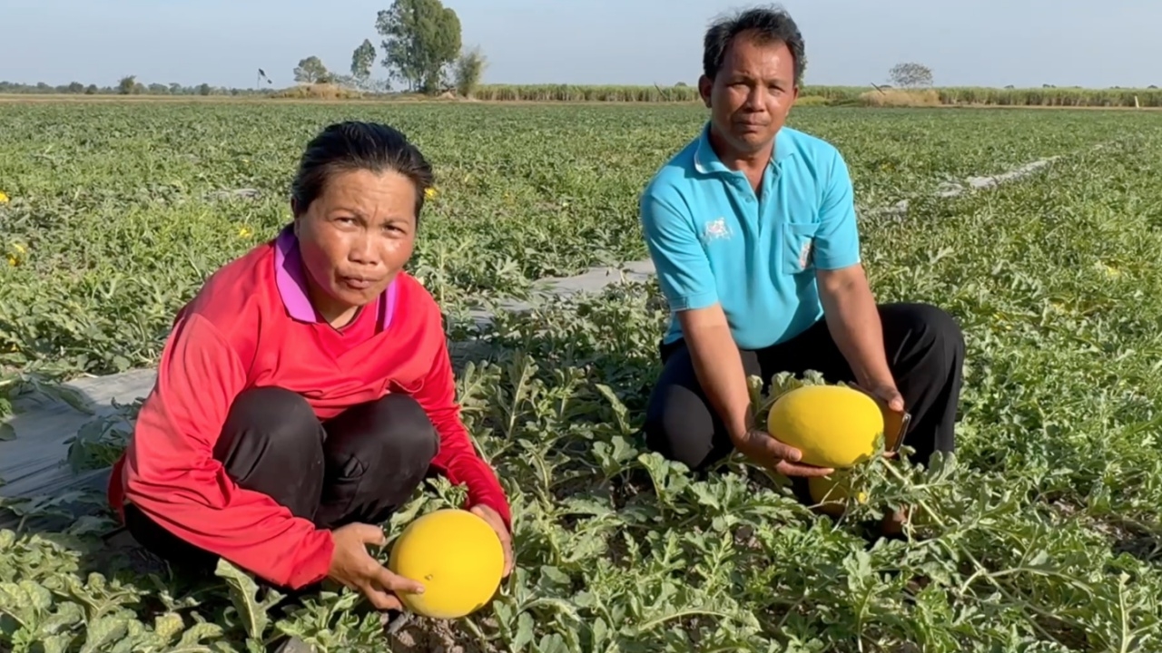 เกษตรกรมหาสารคาม ปลูกแตงโมหลังฤดูทำนา 8 ไร่ 2 เดือนเก็บขายทำรายได้ 2 แสน