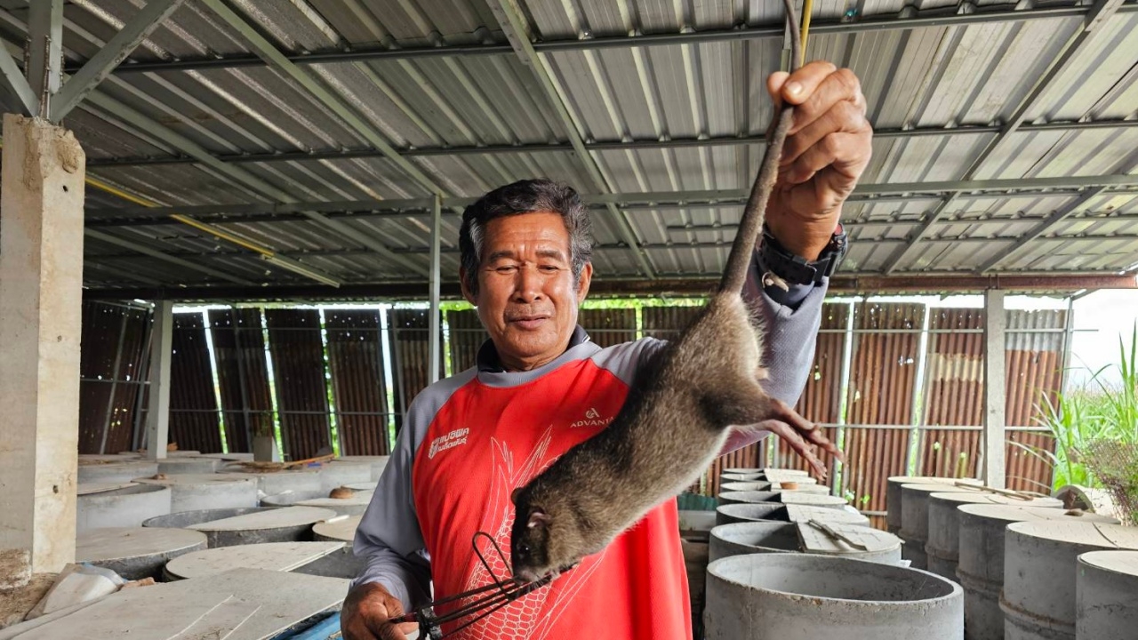 เกษตรกรบ้านน้ำโท้ง จับพลัดจับผลูเพาะหนูนา ขายทำเงินได้หลักหมื่นบาทต่อเดือน