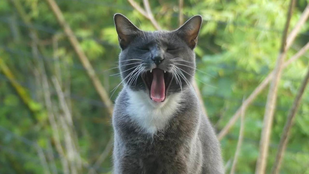 ใจจะขาดแล้ว หนุ่มตามหา "แมวหาย" จากบ้าน สวมปลอกคอสีม่วง หากพบมีค่าตอบแทน