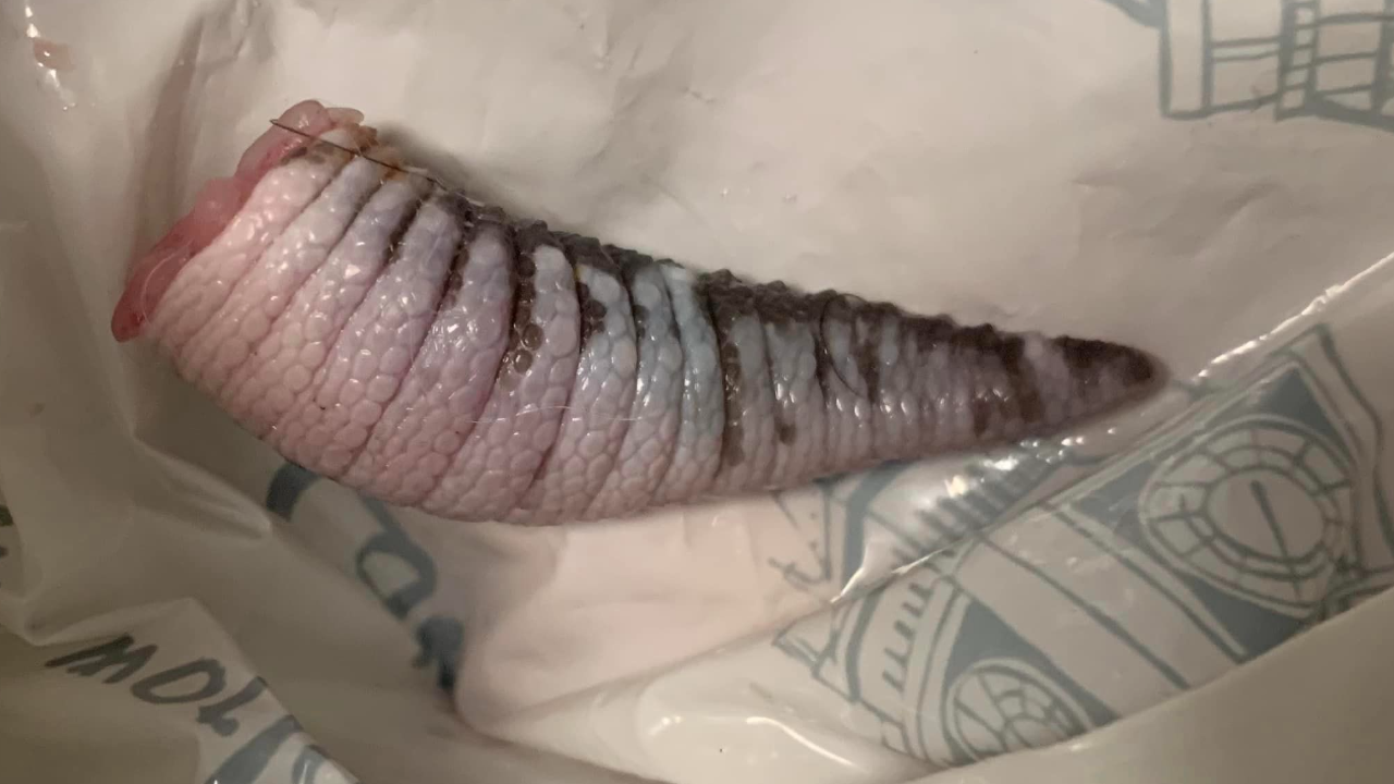 หนุ่มสุดงง ตื่นมาเจอ "หางปริศนา" สุดท้ายพบเป็นชิ้นส่วนสัตว์เลี้ยงของลูก