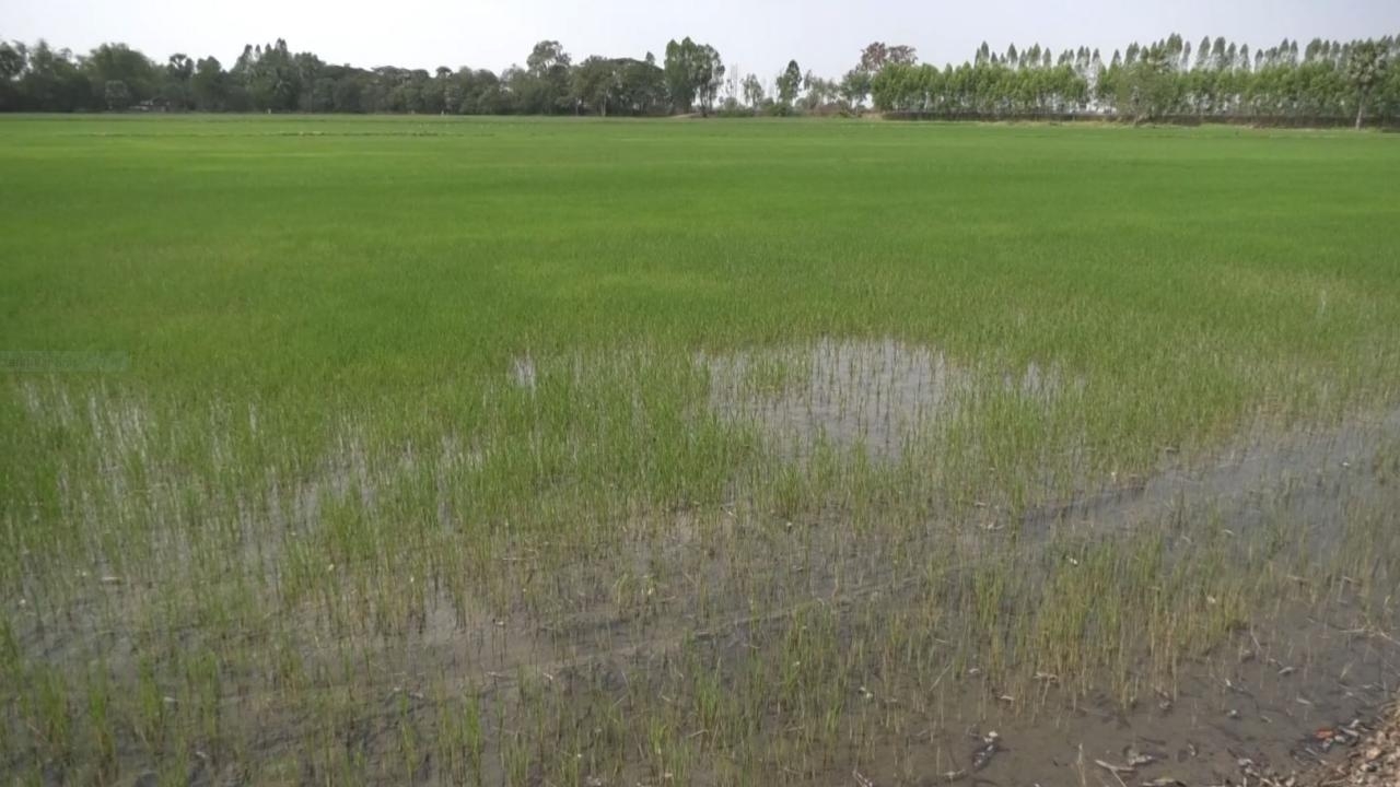 ชาวนาโคราชที่พิมายไม่สนคำเตือน ลุยทำนาปรัง 300 ไร่ อำเภอหวั่นน้ำจะไม่พอใช้