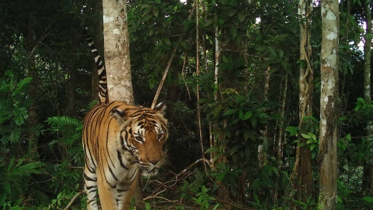 กรมอุทยานฯ เร่งสำรวจคุ้มครอง "เสือโคร่ง" หลังพบเดินหากินข้ามประเทศ