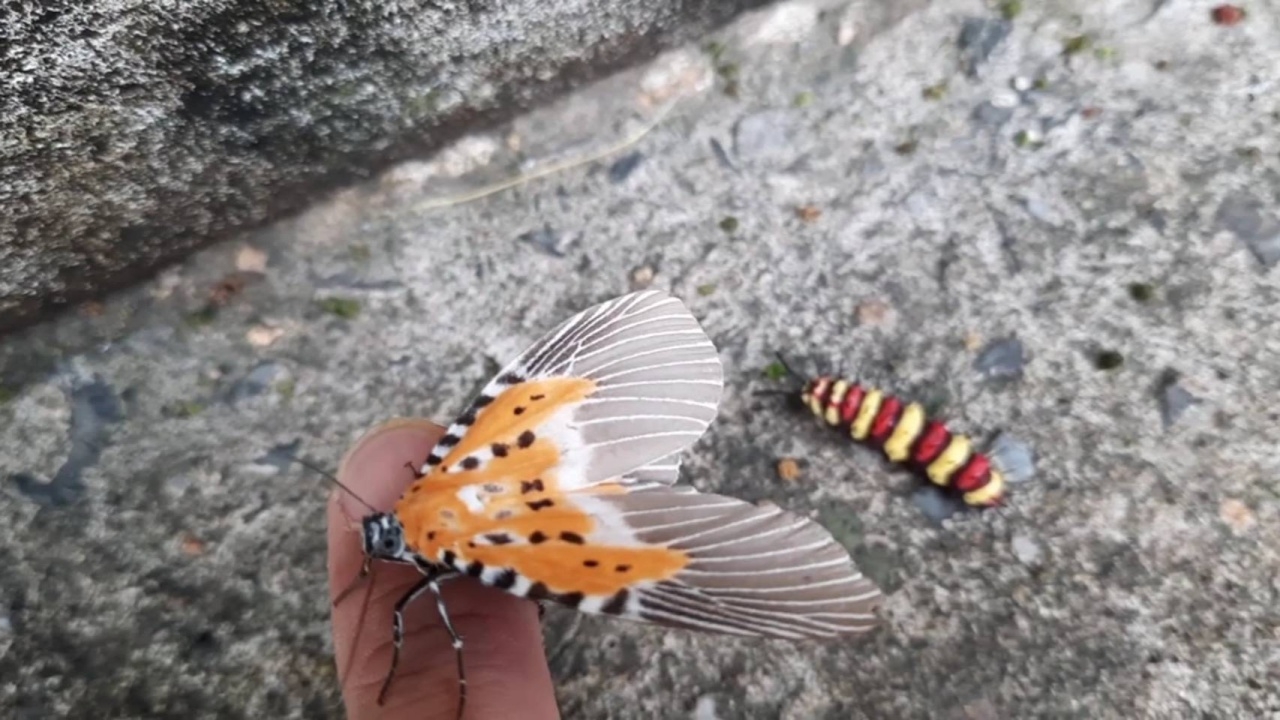 เจ้าของบ้านตื่นเต้น "ผีเสื้อกะทกรก" สายพันธุ์หายาก มาวางไข่ในสวนหลังบ้าน