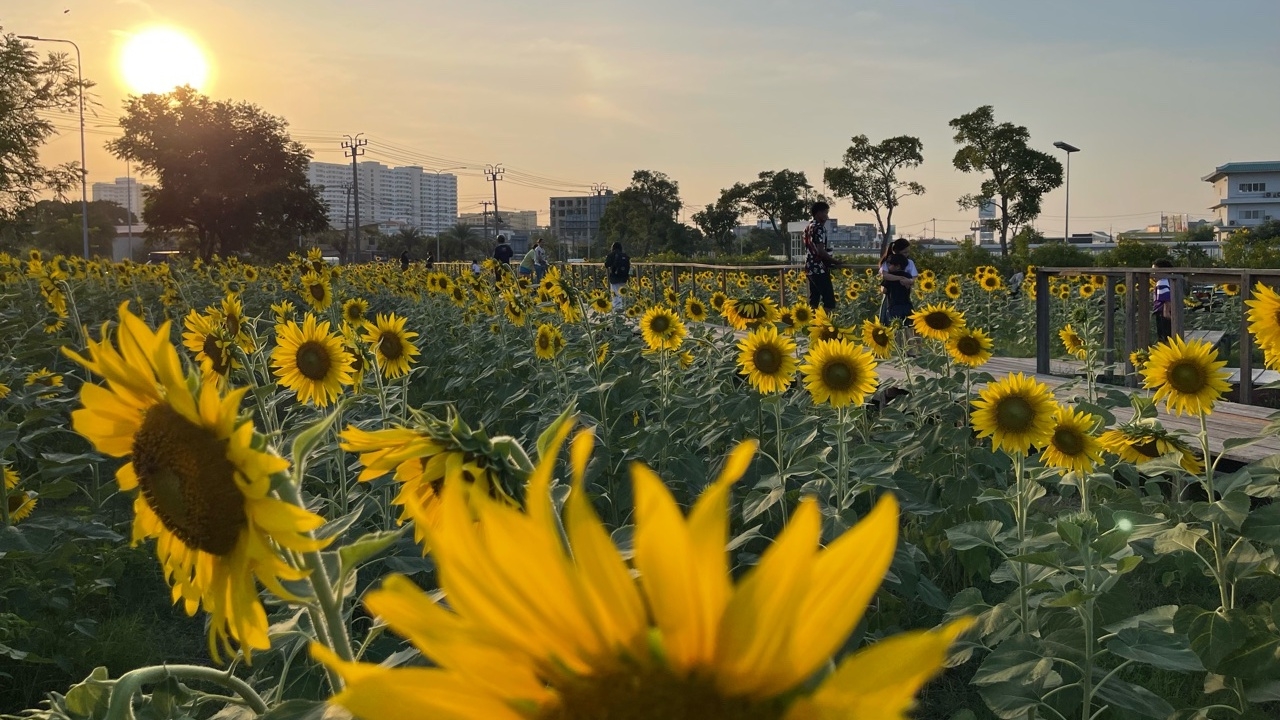 เที่ยวเมืองนนท์ แวะเช็กอินทุ่งดอกทานตะวัน "ด่วนศรีสมาน" บานสะพรั่งแล้ว