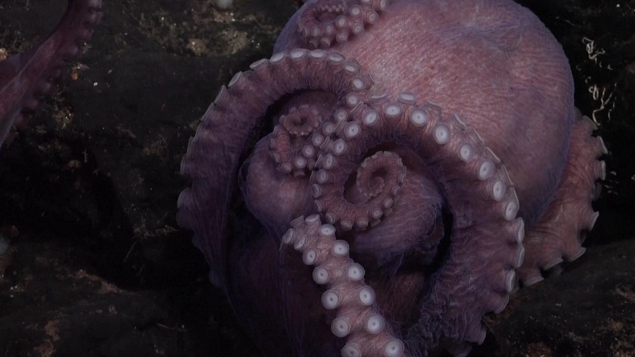 ฮือฮา พบหมึกยักษ์พันธุ์ใหม่ 4 ชนิด ใต้ทะเล 3,000 ม. นอกฝั่งคอสตาริกา