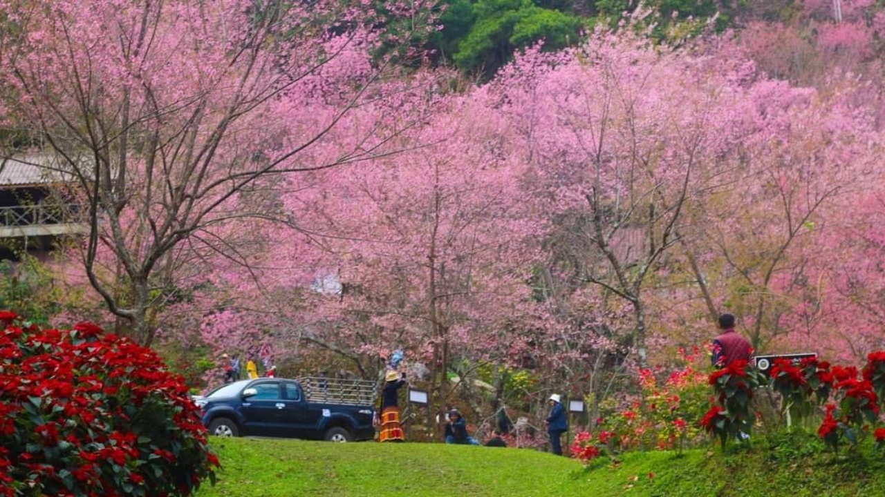 ดอกซากุระเมืองไทย ที่หน่วยจัดการต้นน้ำหงาว-งาว บานสะพรั่งเต็มที่ 20-21 ม.ค.นี้