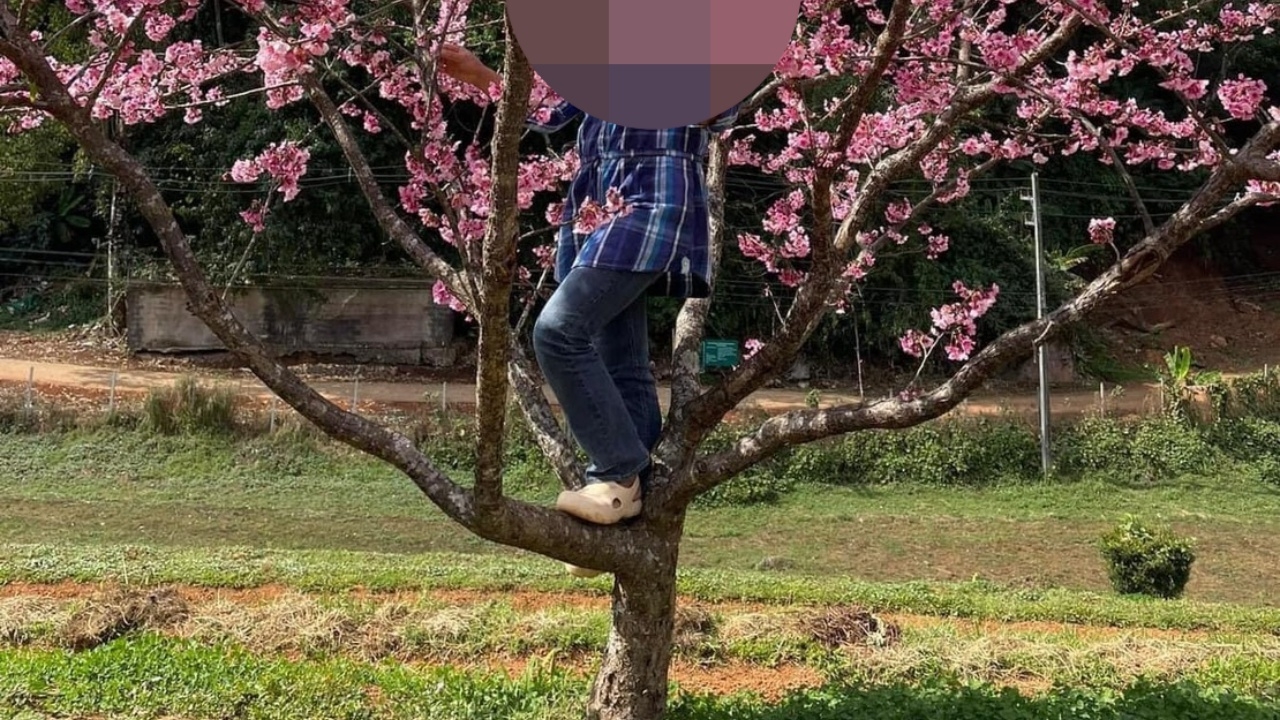 วอนนักท่องเที่ยว อย่าหาทำ ปีนต้นซากุระ เด็ดดอกไม้ถ่ายรูป หวั่นทำลายสถานที่