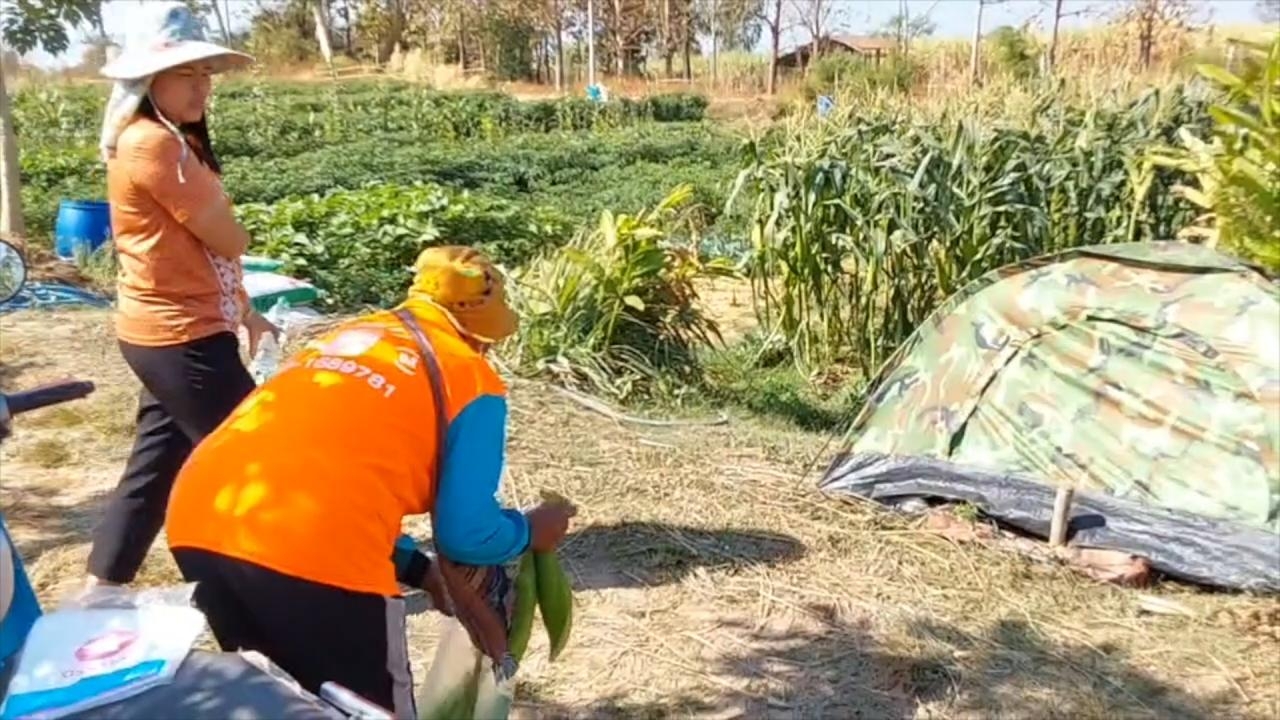 ทุกข์เกษตรกรขอนแก่น เจอโจรลักตัดข้าวโพด-กะหล่ำปลี ต้องมานอนกางเต็นท์เฝ้าไร่ 